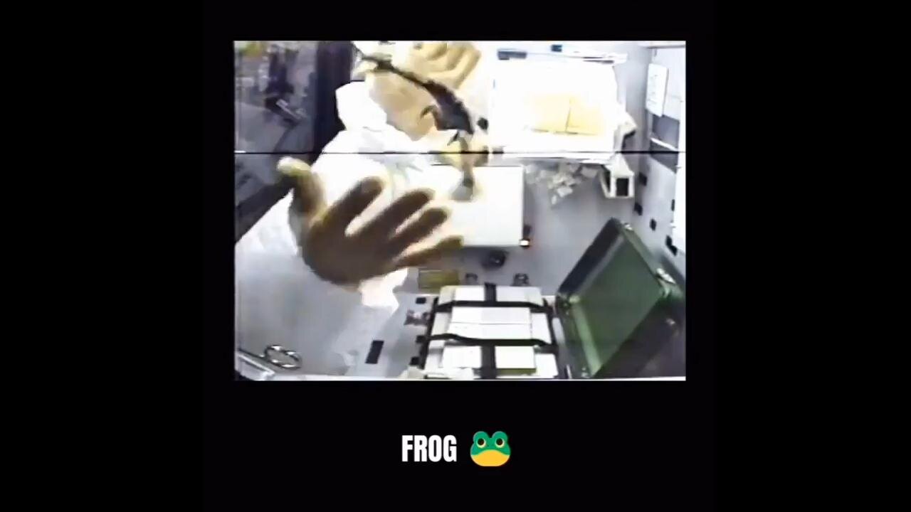 Different Animals Reacting To ZERO Gravity