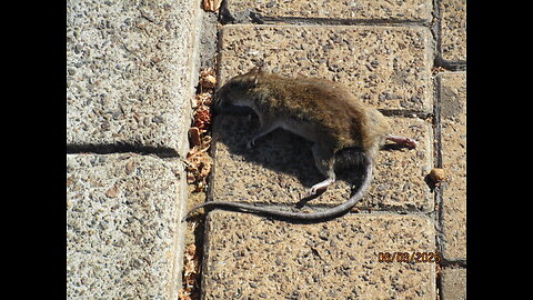 Operation Crazy Cooker gets medieval on my ass with dead rat in my path