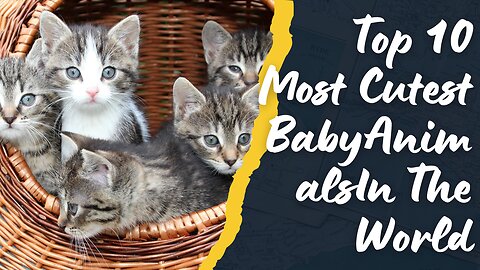 Top 10 Most Cutest Baby Animals in The World