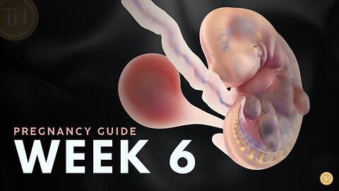 What to Expect at Week 6 | Week by Week Pregnancy Guide