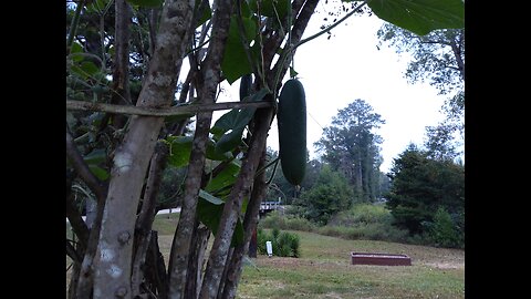 83 Hossinator Cucumbers Harvested 9/23/25