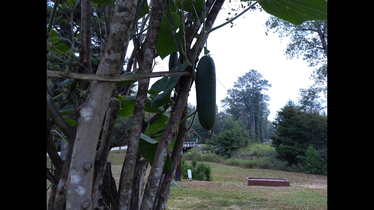 83 Hossinator Cucumbers Harvested 9/23/25