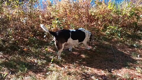 Bandit