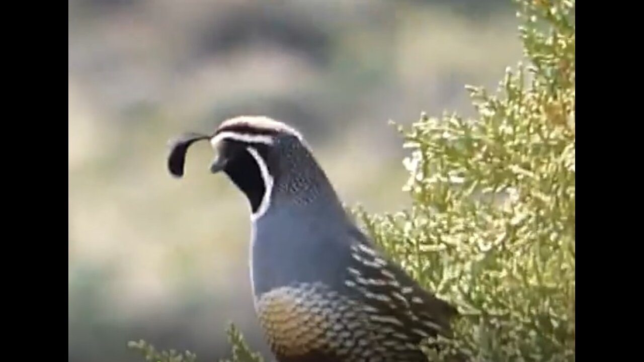 ~A Little Bird Is A Taste Treat~