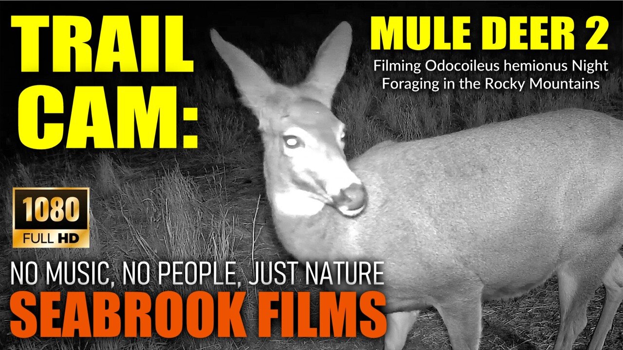 Trail Cam: Mule Deer 2 - Filming Odocoileus hemionus Night Foraging in the Rocky Mountains