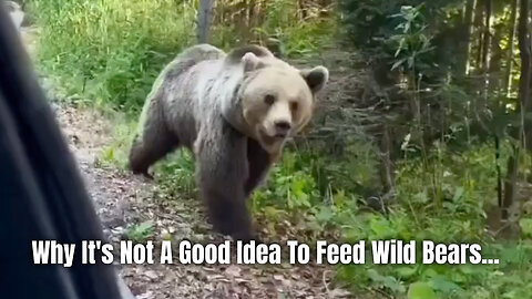 Why It's Not A Good Idea To Feed Wild Bears...