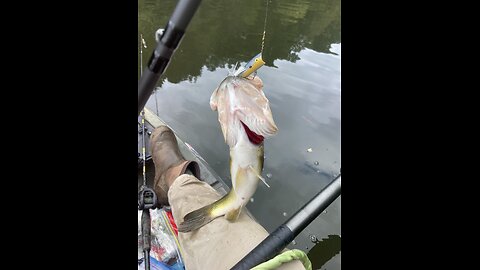 Nice Bass!