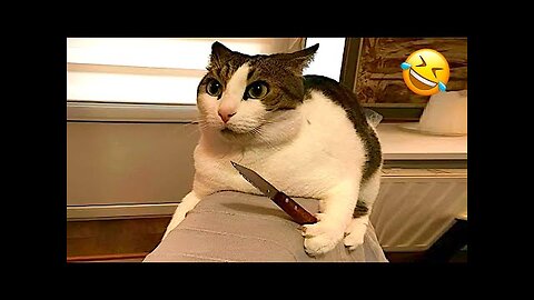 You Laugh You Lose 😹 Funniest Cats and Dogs 2025🤣