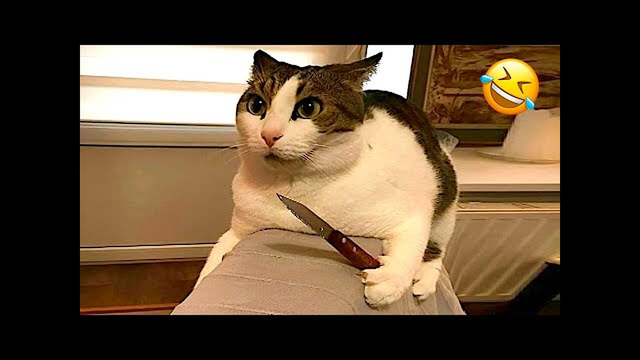 You Laugh You Lose 😹 Funniest Cats and Dogs 2025🤣