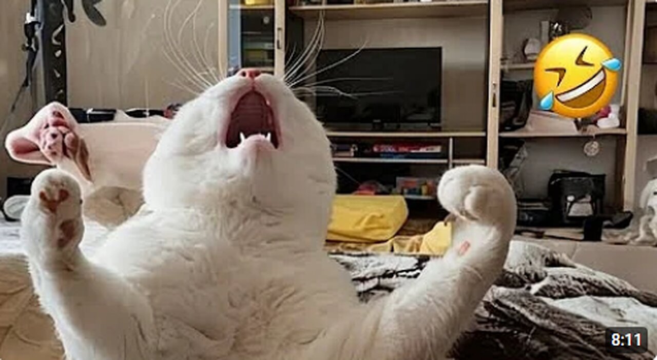 The Most DRAMATIC Cats Ever 😂 Funny Cat Videos 2025