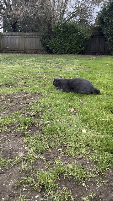 Blew is stalking pigeons and then this happens…