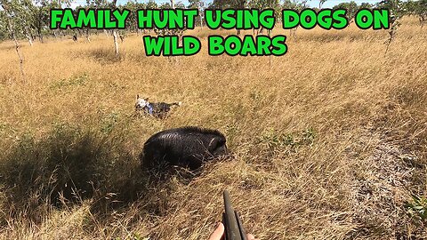 Family hunting WILD BOAR , buggys boars and quad bikes