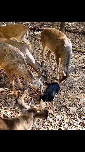 This cat loves the attention