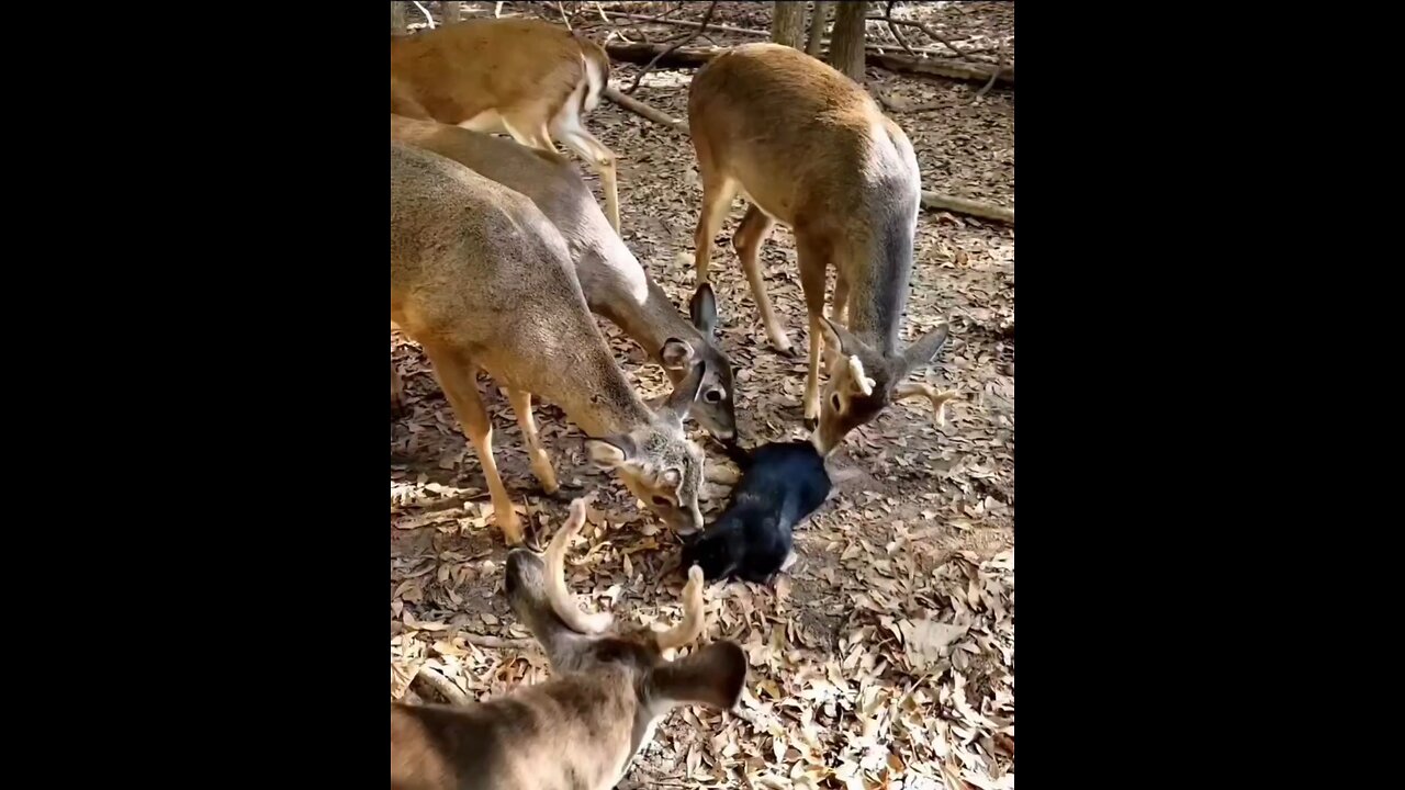 This cat loves the attention