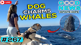 Dog Charms Whales & Incredible Acts of Kindness | GOOD NEWS – Infinite Hope #267