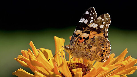 The Enchanting World of Butterflies