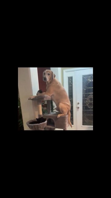 Dog Thinks He's One Of The Cats