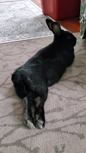 Lounging long rabbit #cute #bunny #chill