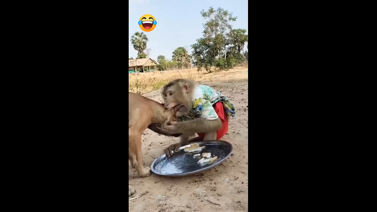 funny monkey and dog