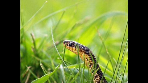 Le serpent caché dans l’herbe ou bien l’herbe qui cachait le serpent ?