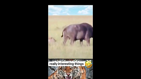 funny animals😄😄😄