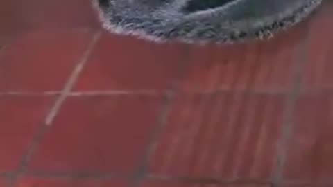 Playful Ant Eater