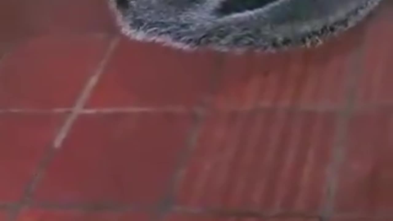 Playful Ant Eater