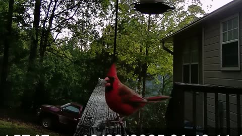 🐦