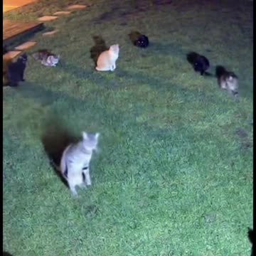Cats are dancing at night in front of the yard