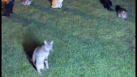 Cats are dancing at night in front of the yard