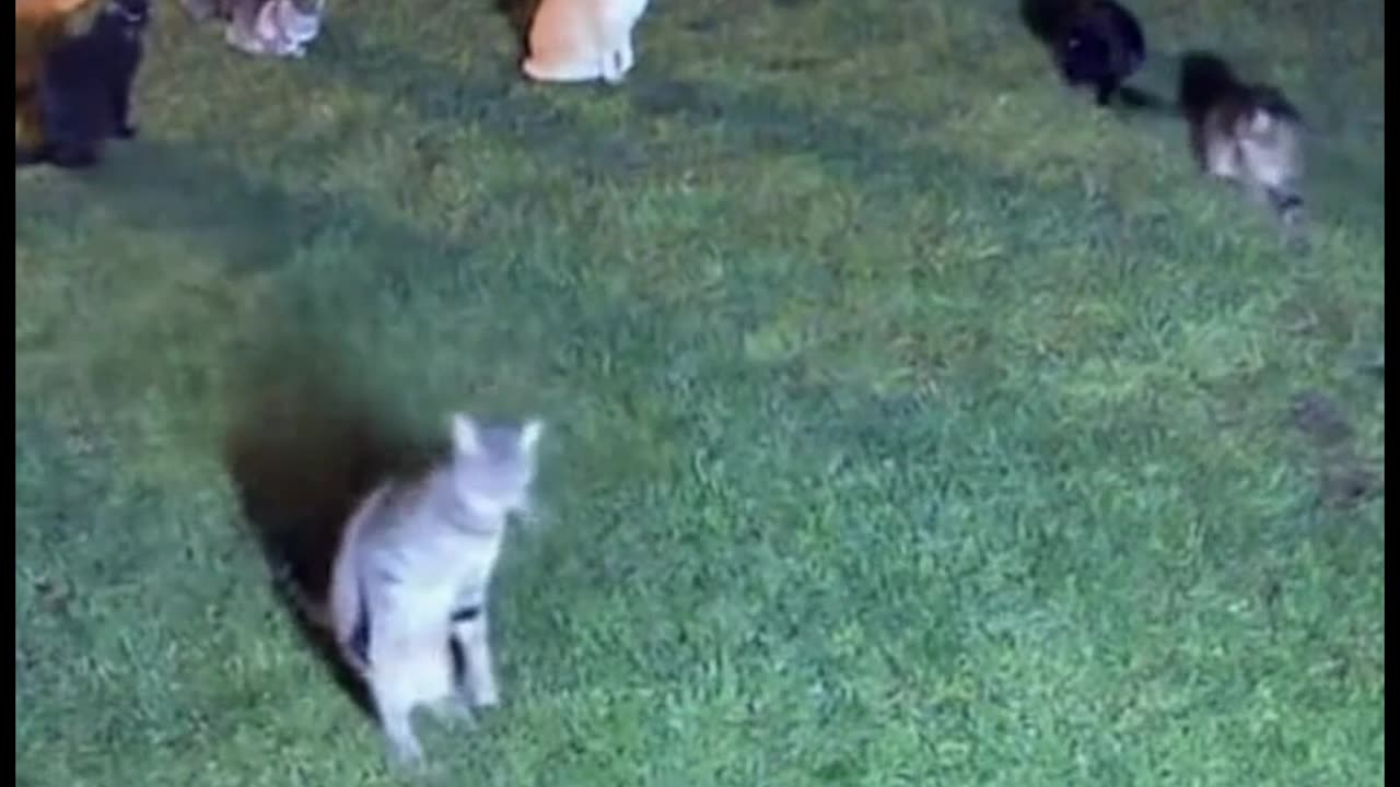 Cats are dancing at night in front of the yard