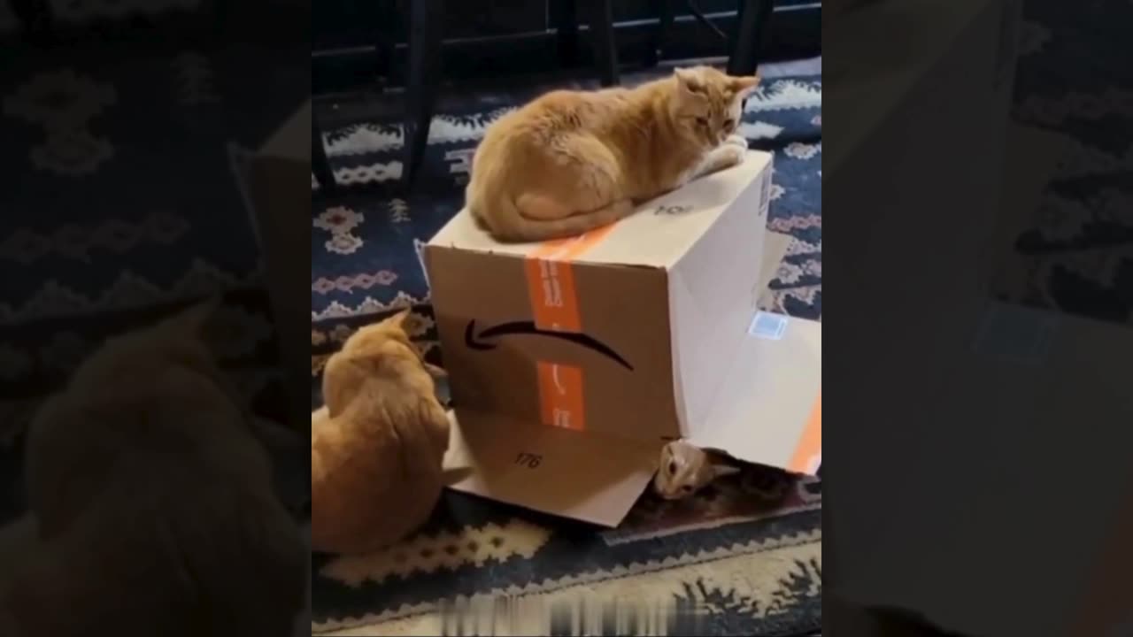 A selection of funny moments with animal #21