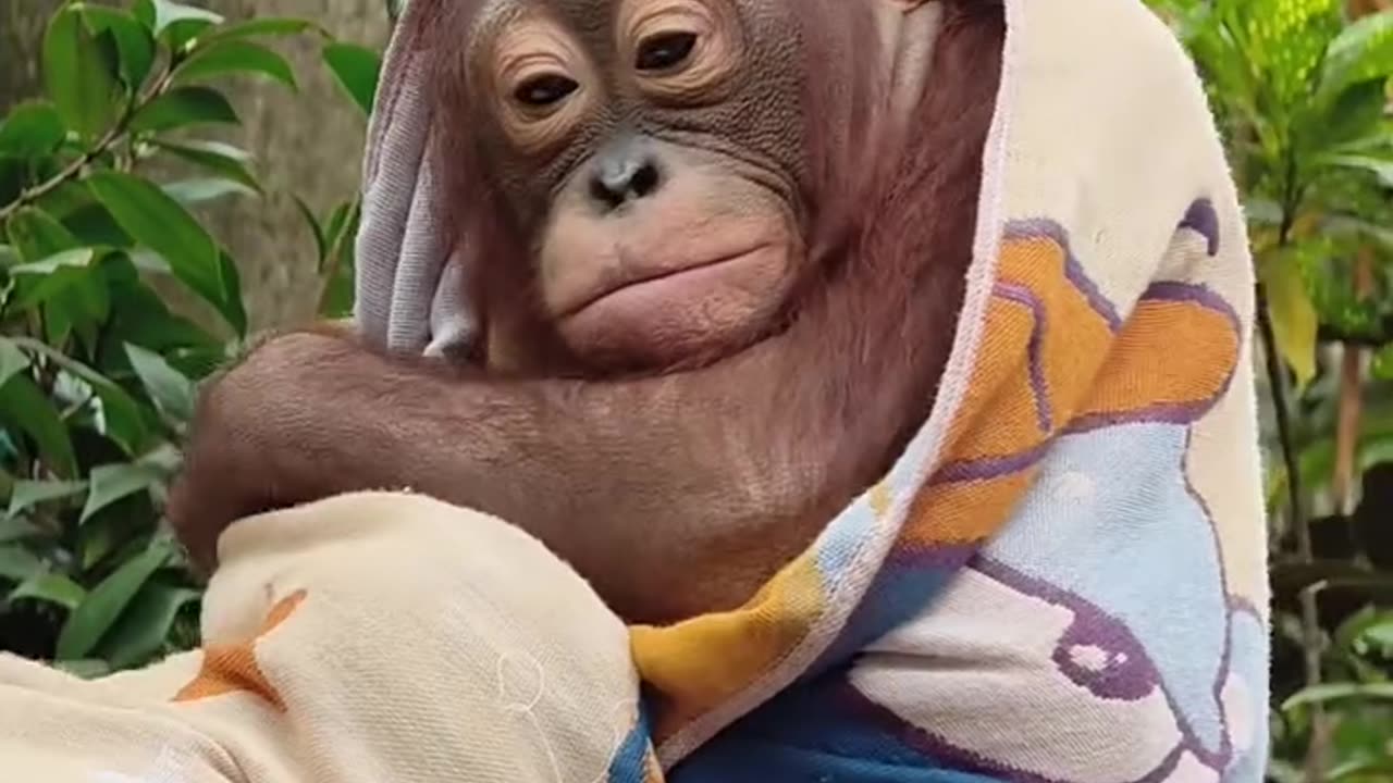 Orangutan feels cold so he takes blanket