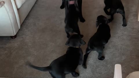 Funny Mama Labrador With Her Babies