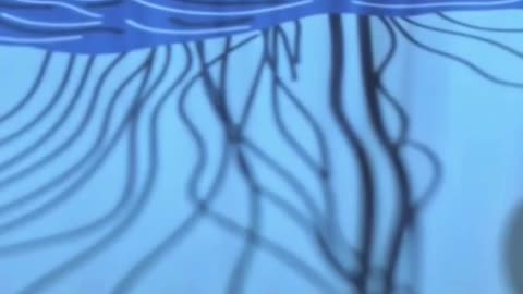 Dizziness & Vertigo Relief Vestibular Rehab Physio Maple Ridge #shorts ...