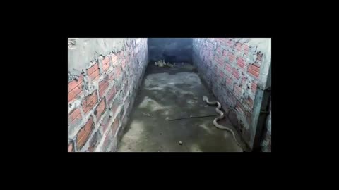 turkey ain't no chicken