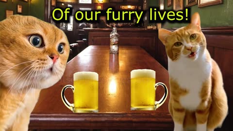 When a Cat and his Neighbor go drinking in a Irish Pub (featuring ha hee cat) (Ep.66)