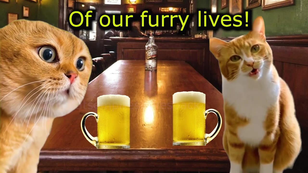 When a Cat and his Neighbor go drinking in a Irish Pub (featuring ha hee cat) (Ep.66)