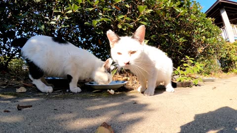 The cats in the park were eating.