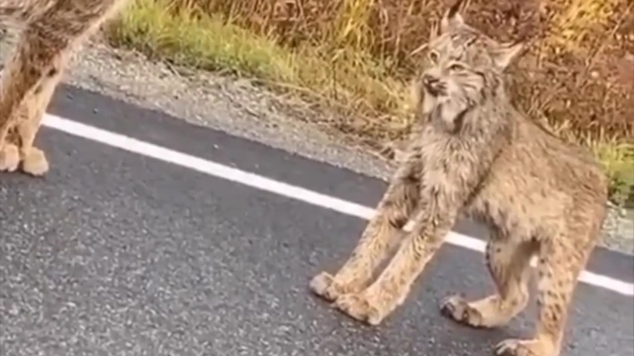 🦊🤯 'This Lynx's Unique Standing Technique Is Mind-Blowing!' | FeedMyCuriosity
