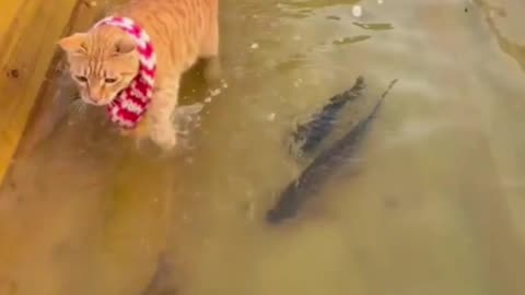 🐈 cute cat 🐠 fishing #cat #trending#trending shorts #viralshort 🔥