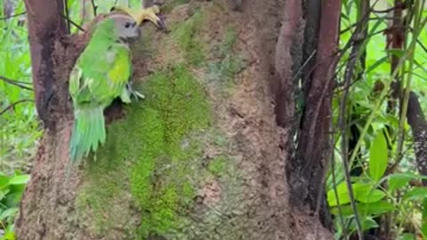 An eagle tries to irritate the chicks in the parrot's nest...