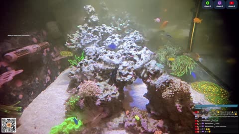 24/7 Real Live Reef Stream