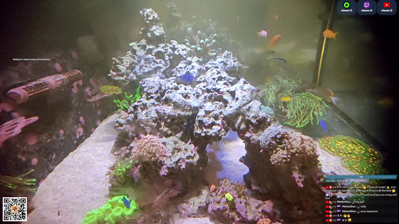 24/7 Real Live Reef Stream