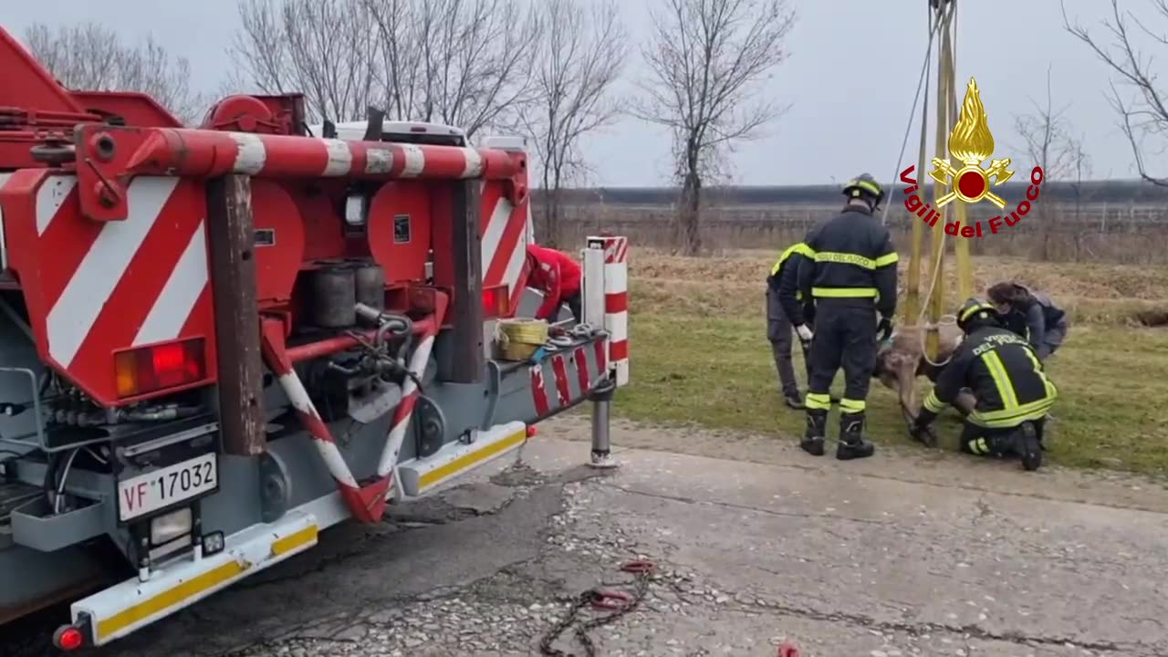 ROVEREDO IN PIANO (PN) - SOCCORSO CERVO (11.02.25)