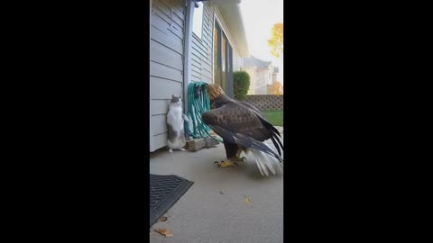 NERVOUS CAT WITH THE EAGLE