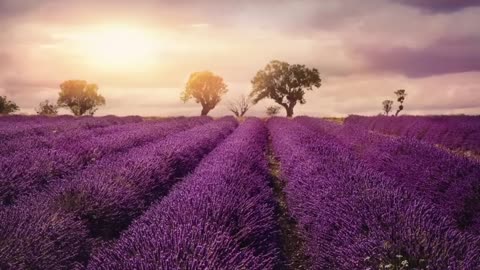 Relaxing Music: Manifesting Happiness, Harmony & Inner Peace - Dissolve Negative Thoughts & Emotions