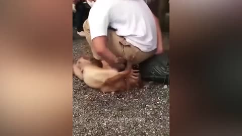 Funniest Animals Reaction 🤣