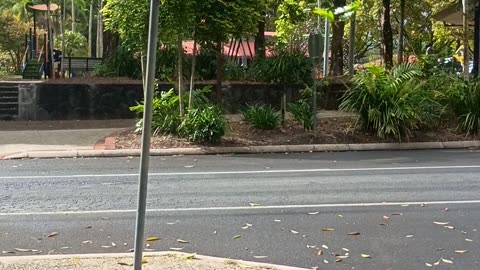 9.10.2025 Party in the Park, Kuranda