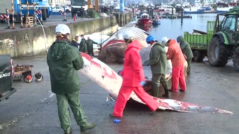 Workers remove massive dead whale found on Spanish shore